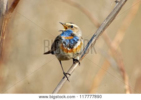 Singing Bluethroat At Dry Grass