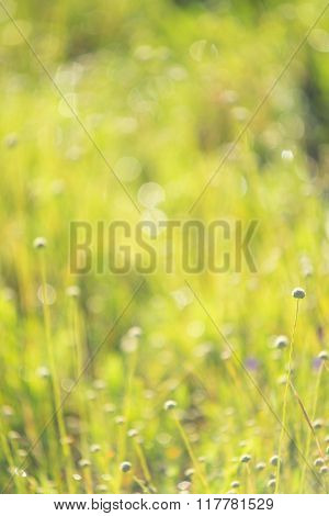 Abstract Blurred Foliage And Bright Summer Sunlight And A Central Copyspace For Your Text