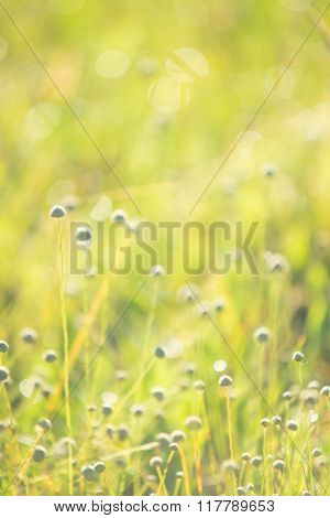 Abstract Blurred Foliage And Bright Summer Sunlight And A Central Copyspace For Your Text