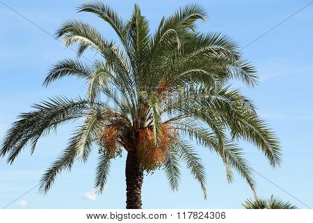 Palm With Large Green Leaves