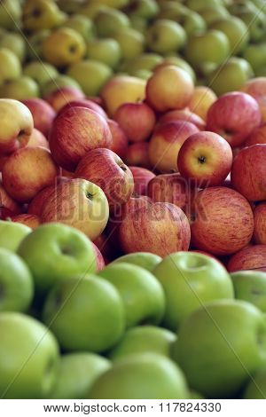 Fresh Green Red Yellow Apples