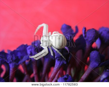 Aranha de fantasma em flor de Budlia