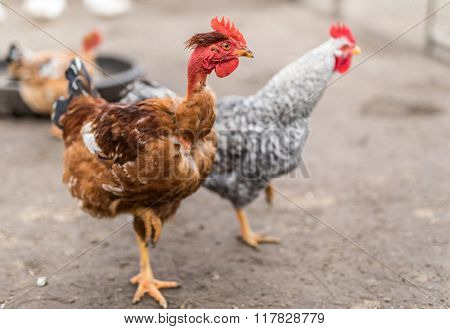 Nacked neck rooster in the fowl yard.