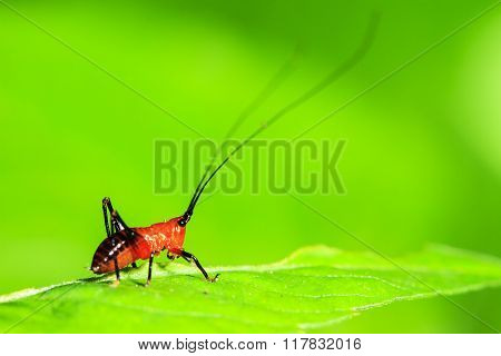 Small Red Grasshopper Stand On The Leave