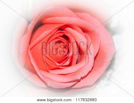 Pink Rose Flower For Valentine, Party, Anniversary