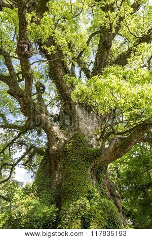 Large camphor tree