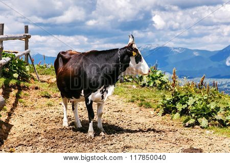 Cow On High Mountain Carpatian Meadow