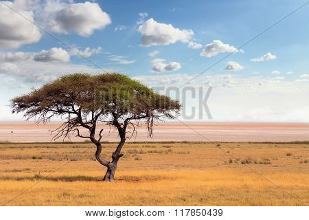Large Acacia Tree In The Open Savanna Plains Africa