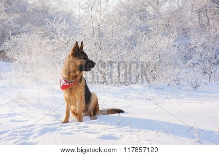 German Shepherd In Winter