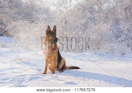 German Shepherd In Winter