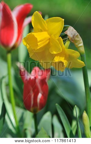 Beautiful Daffodil Corolla