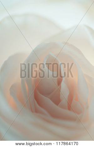 White roses flowers close up macro photo