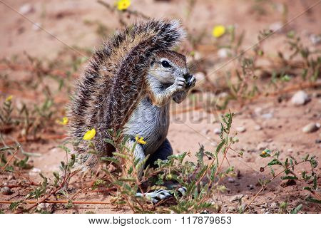 Wonderful Ground Squirrel At Kgalagadi National Park