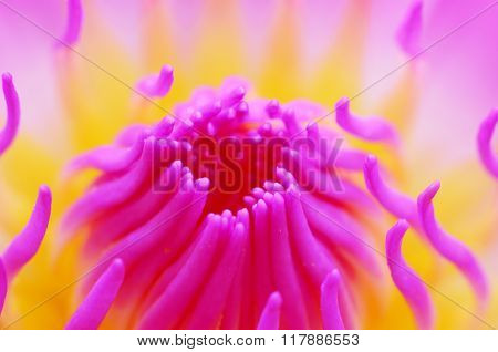 Blurred lotus pattern for background Gradient background color for display or editing products.