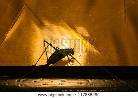 Grasshopper On The Move