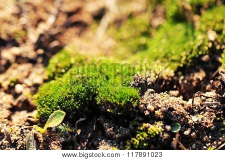 Moss