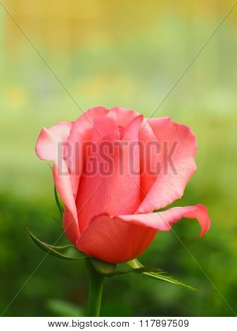 Floral Patterns, All Kinds Of Colorful Vintage..