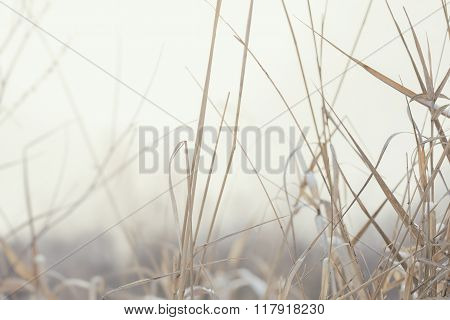Yellow dried up reed on white snow
