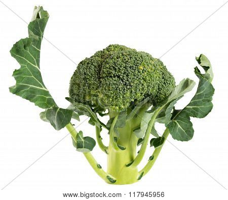 Broccoli Vegetable Isolated On White Background