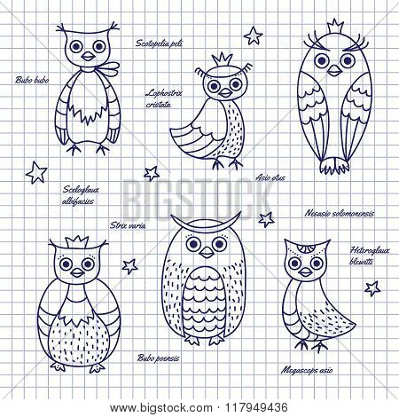 Sketch owls. Hand-draw