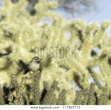 Cactus Wren Scottsdale,Arizona