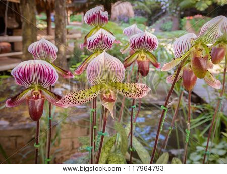 Beautiful Paphiopedilum Orchid Flowers In Garden.