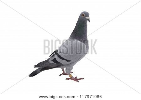 Grey sport pigeon isolated on white