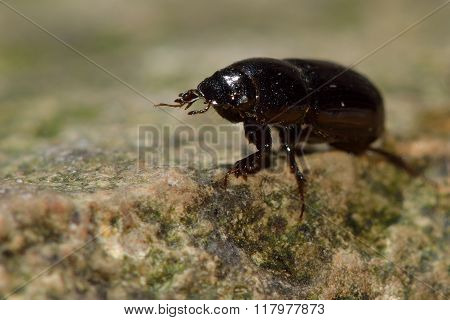Aphodius granarius dung beetle