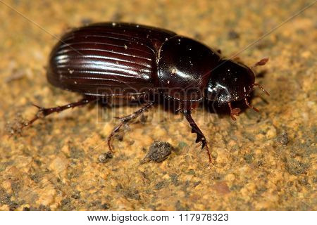 Aphodius rufipes dung beetle