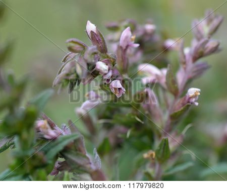 Red bartsia (Odontites vernus)