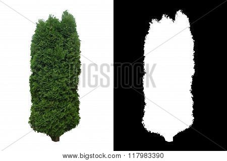 Decorative evergreen tree
