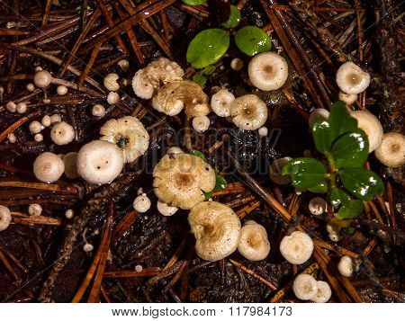 Small toadstool mushrooms