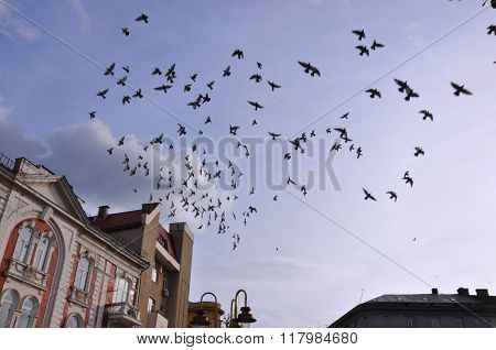Birds in the sky