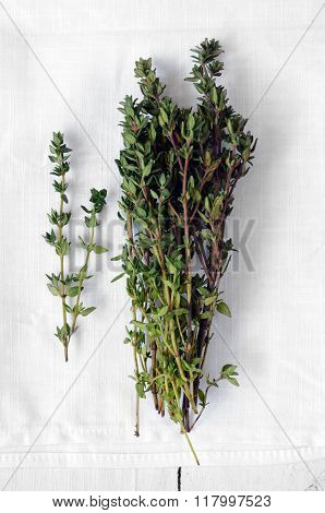 Bunch Of Fresh Thyme