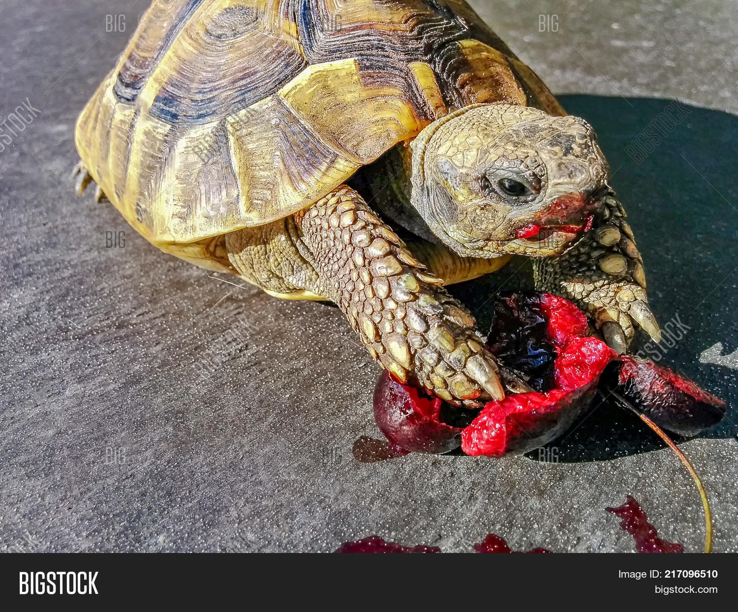 Детеныши черепах. Широкомордый кайман. Страшные домашние черепахи. Человек черепаха. Что кушают черепахи.