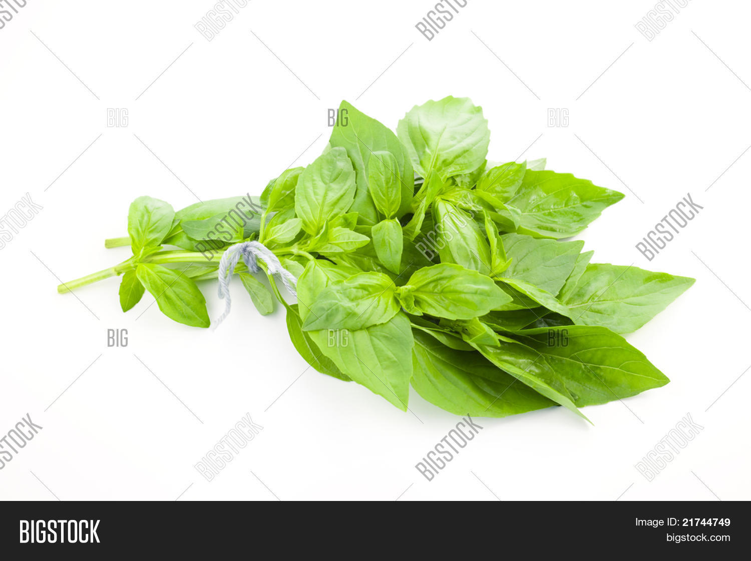 Fresh Basil / Close- Image & Photo (Free Trial) | Bigstock