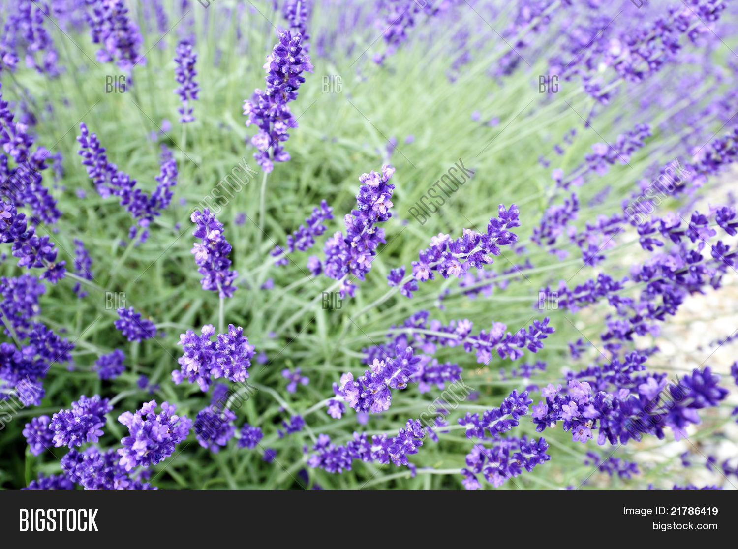 blooming lavender image photo bigstock blooming lavender image photo bigstock