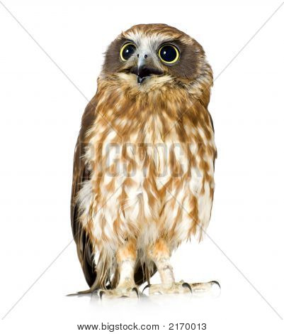 Neuseeland-Owl