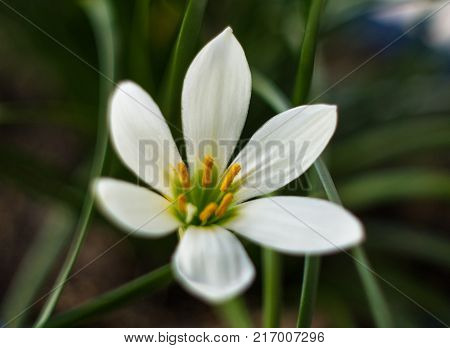 White Zephyranthes with green leaves background, closeup