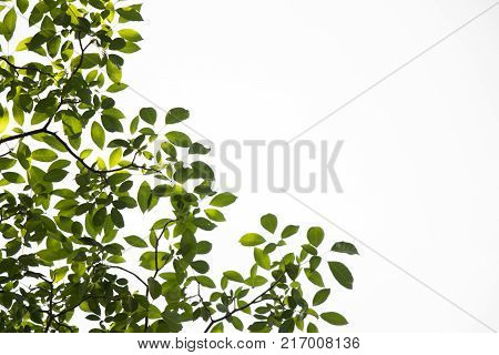 Group of green leaves on white sky backcground