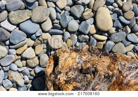driftwood, washed up by the sea on a pebble beach on a warm summer day