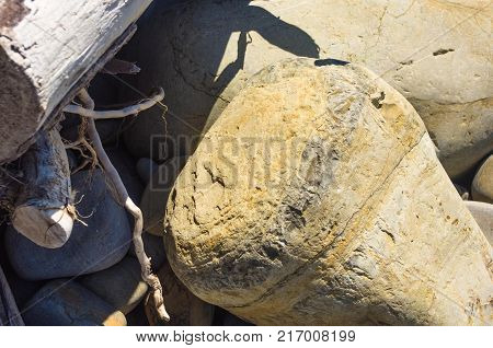 driftwood, washed up by the sea on a pebble beach on a warm summer day