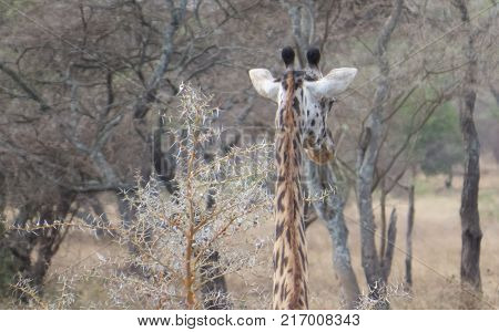 Giraffe keeping back vigilance while foraging in Serengeti