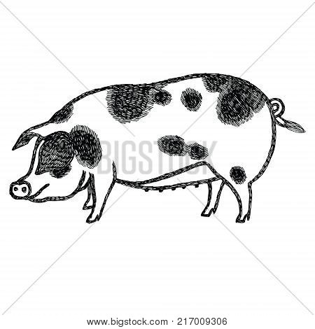 Gloucestershire Old Spots Pig Vector illustration Sketch style Hand drawn set