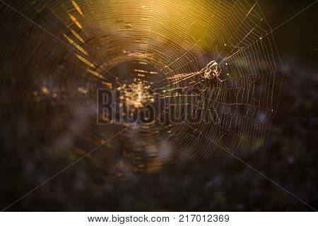 The Great Spider on the web hunts at dawn the sunset in golden sunlight. Forest area on the rocks