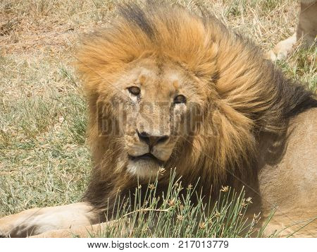 Lion looking cozily at camera in Serengeti