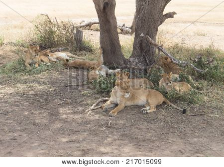 Lioness and cubs resting under a tree
