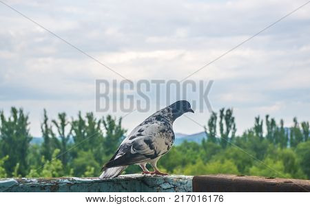 dove on the background of the urban landscape in Sunny summer day