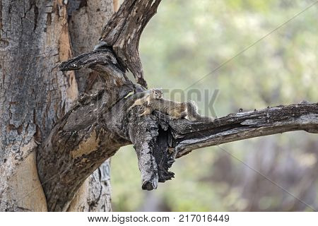 Two tree squirrel (Paraxerus cepapi) in a tree, Namibia