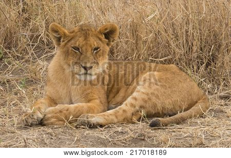 Lion cub watching photographer in Serengeti National Park
